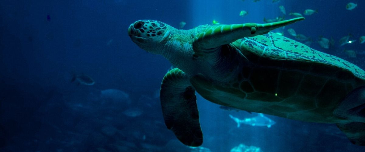 Plastic-free Sea Turtle